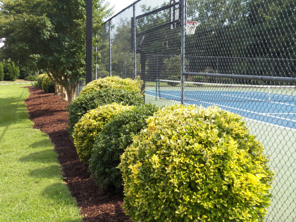 Landscaping at Courts